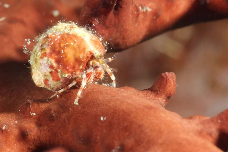 Spoteye Hermit