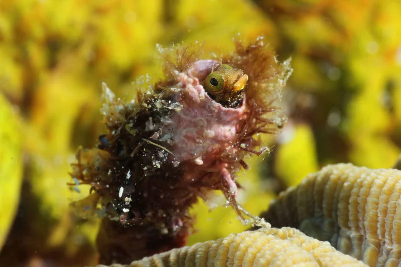 St. Lucia - Secretary Blenny