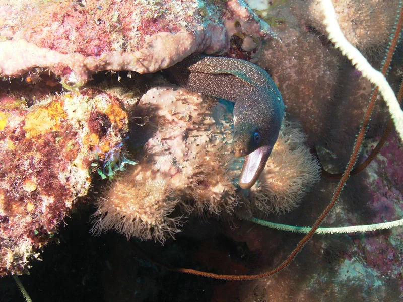 Moray Eel