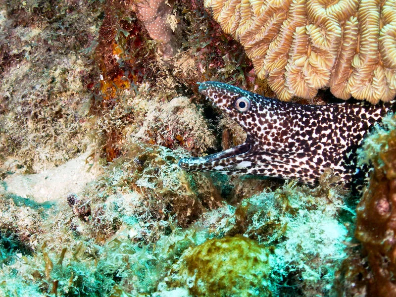 Moray Eel