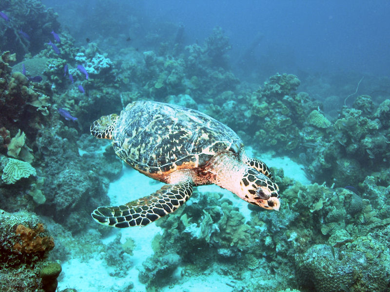 Sea Turtle