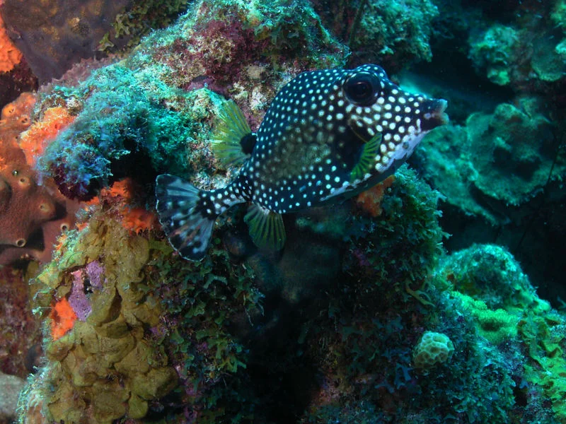 Trunkfish
