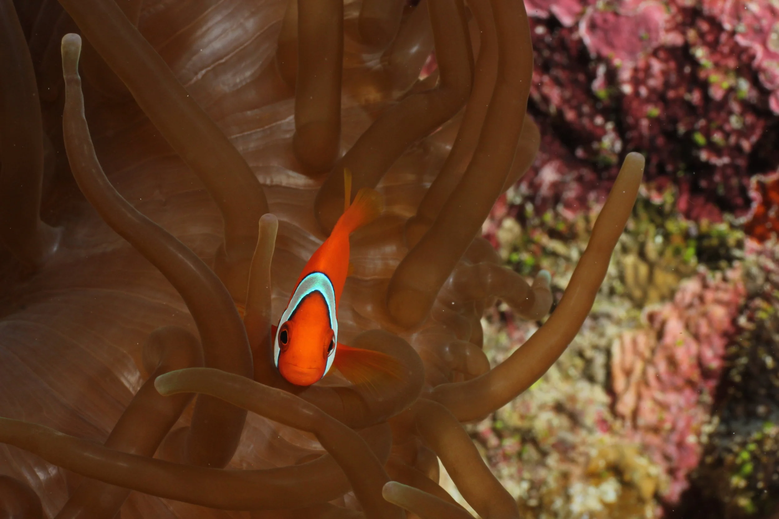 Anemonefish