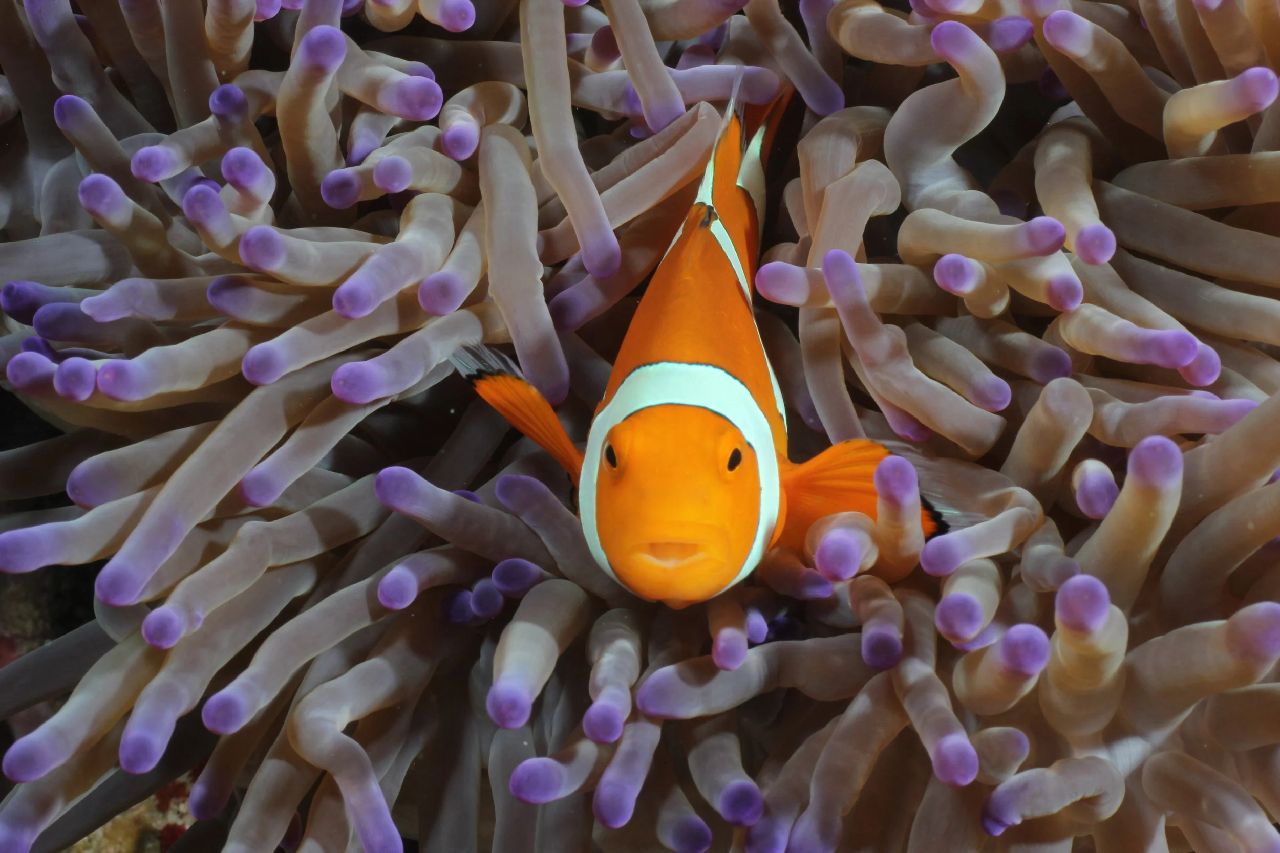 Clownfish