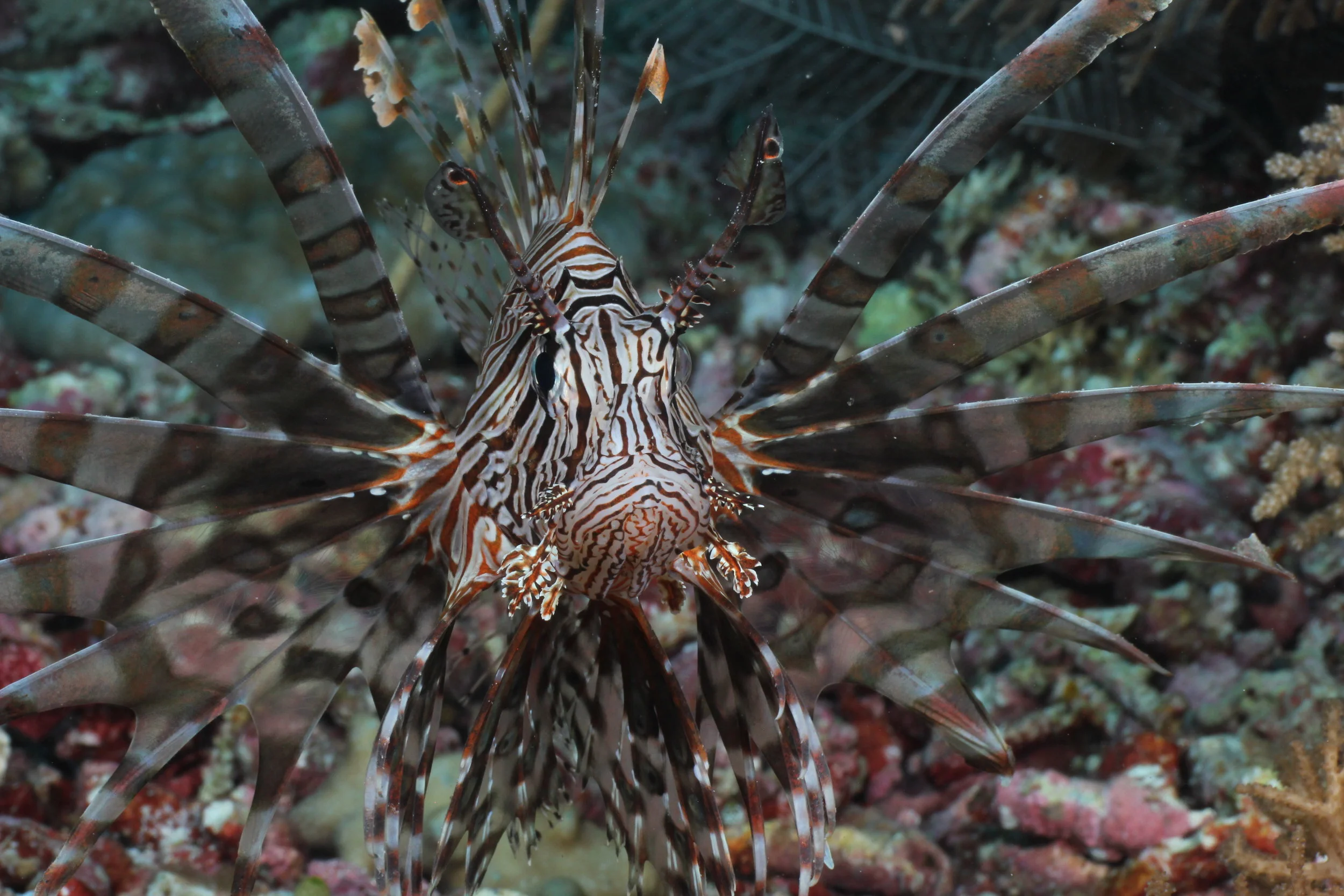 Lionfish