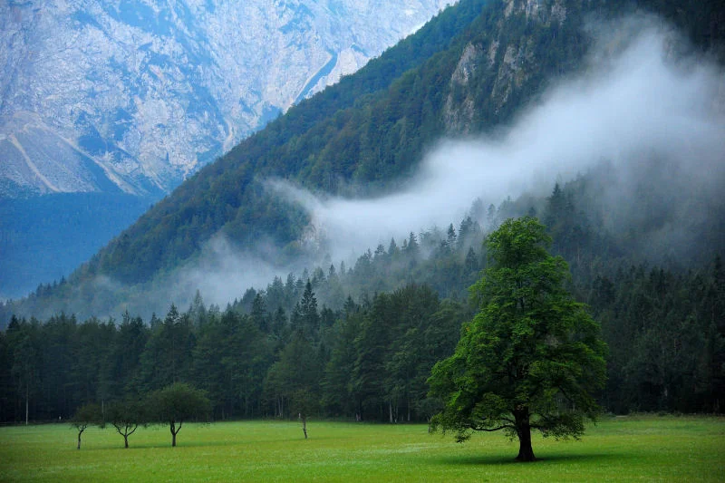 Early Morning Fog