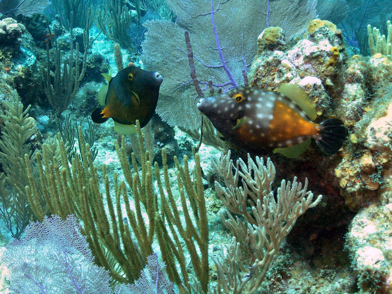 Filefish