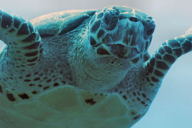Turtle Close Up