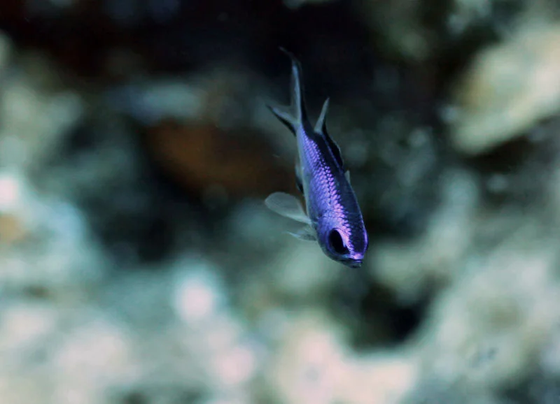 Blue Chromis