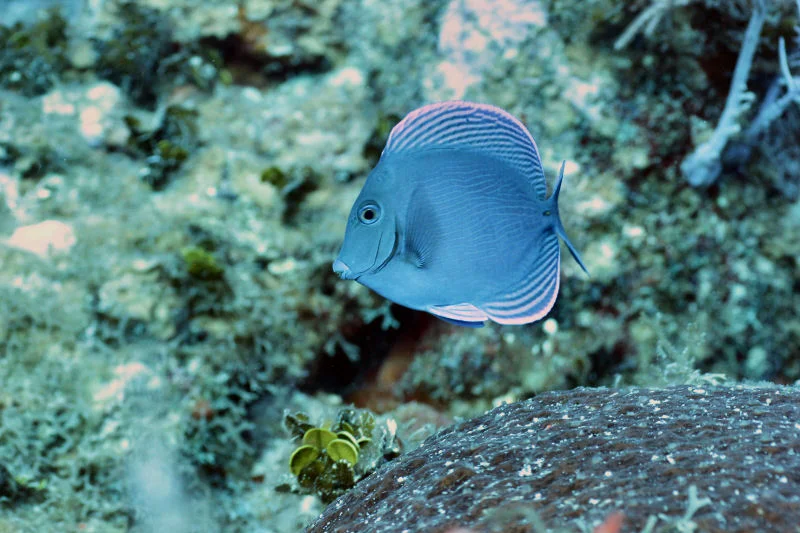 Blue Tang