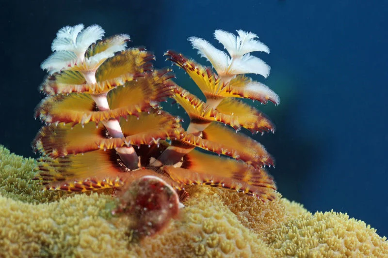 Christmas Tree Worm