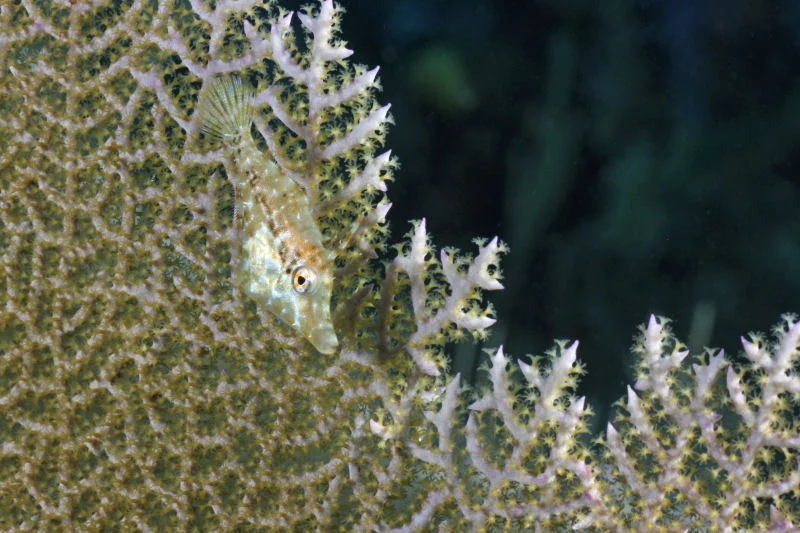 Juvenile Filefish