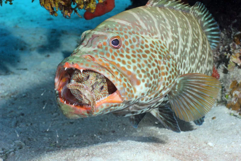 Grouper Eating a Grouper