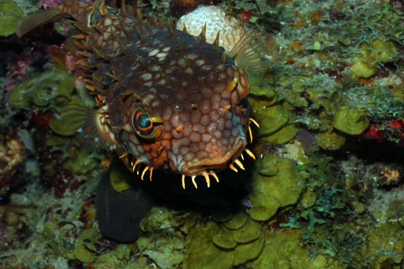 Burrfish