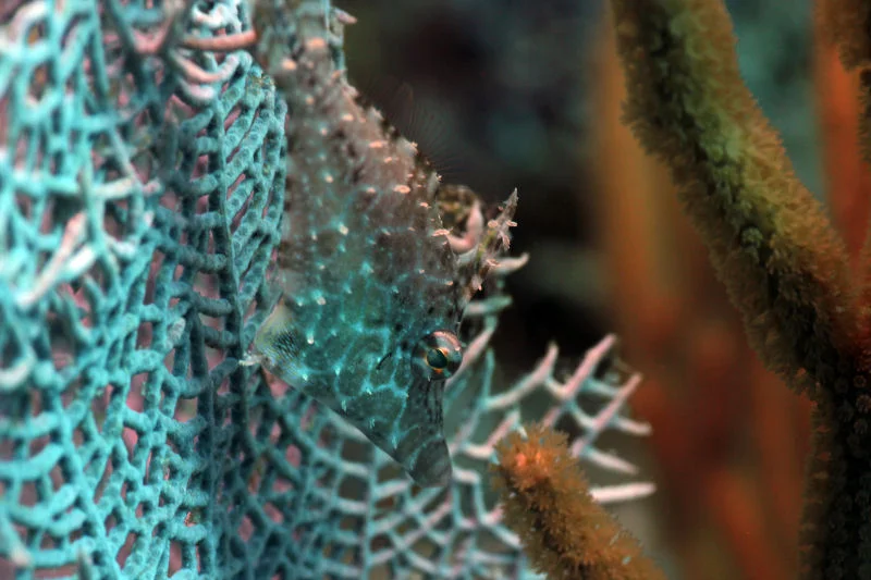 Juvenile Filefish