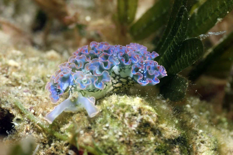 Lettuce Sea Slug