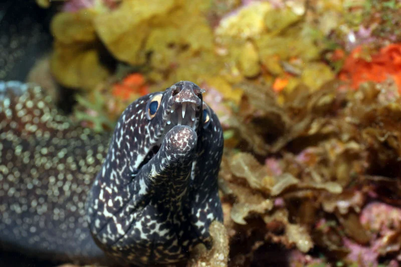 Moray Eel