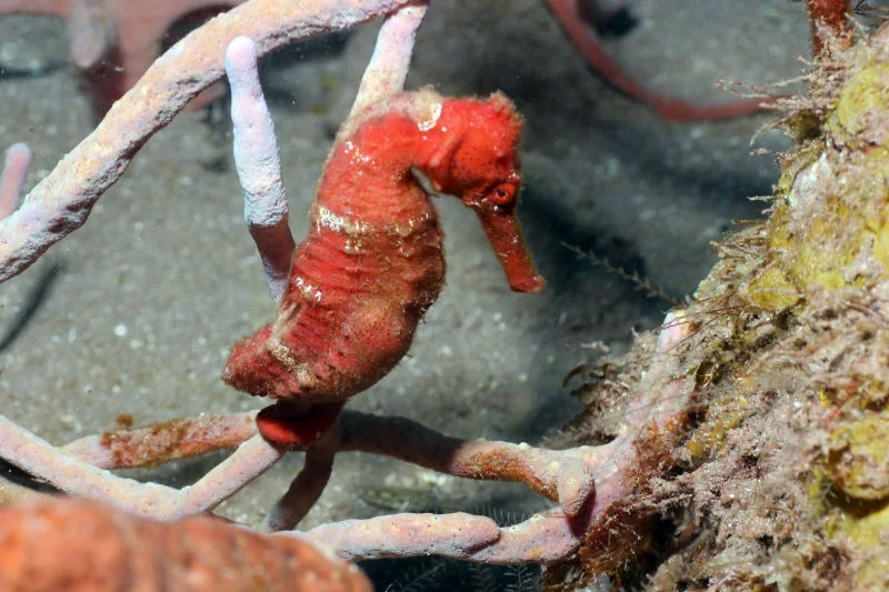 Seahorse