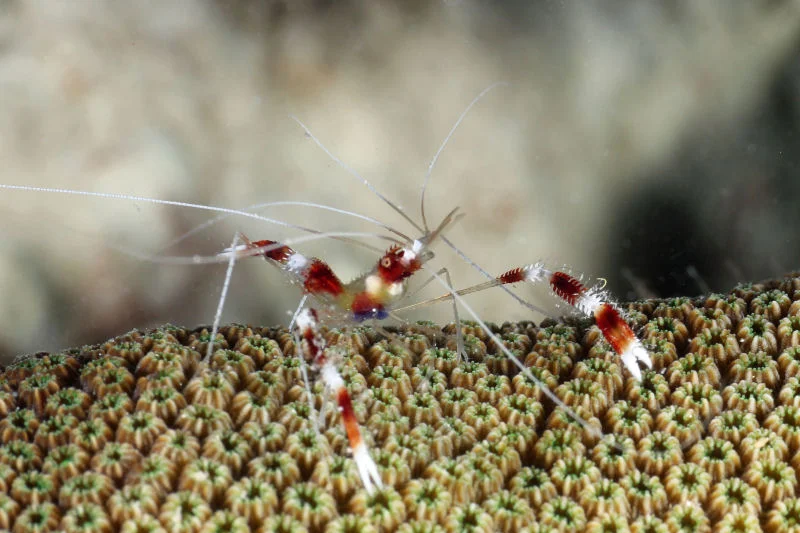 Banded Coral Shrimp