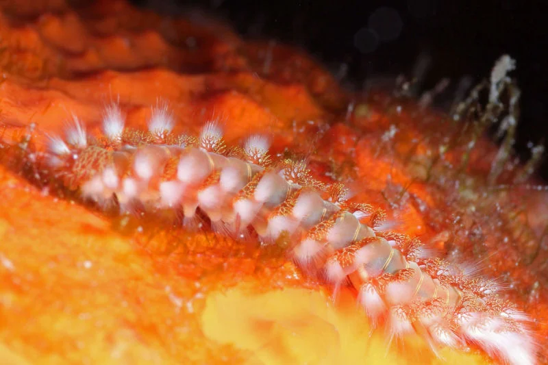 Bearded Fire Worm