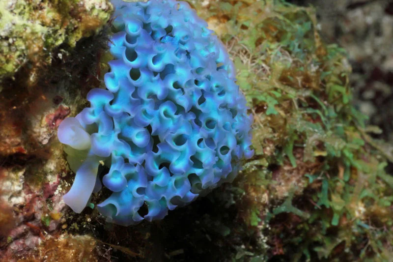 Blue Lettuce Slug