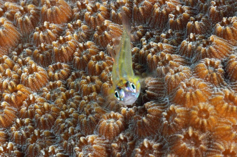 Peppermint Goby