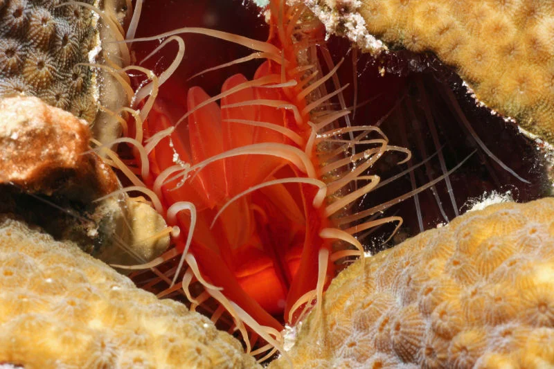 Sea Anemone