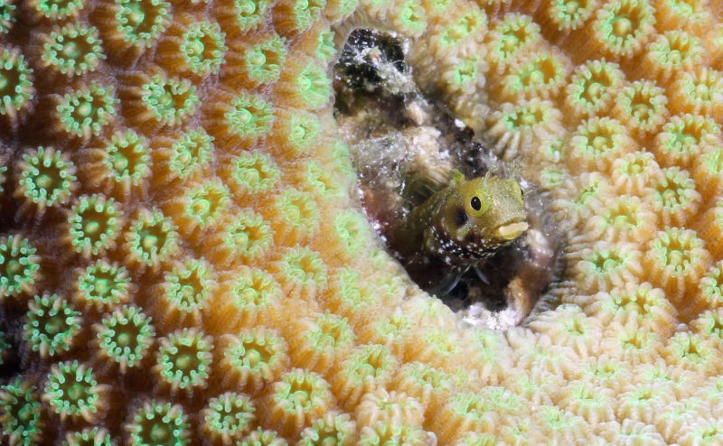 Secretary Blenny in Green Coral