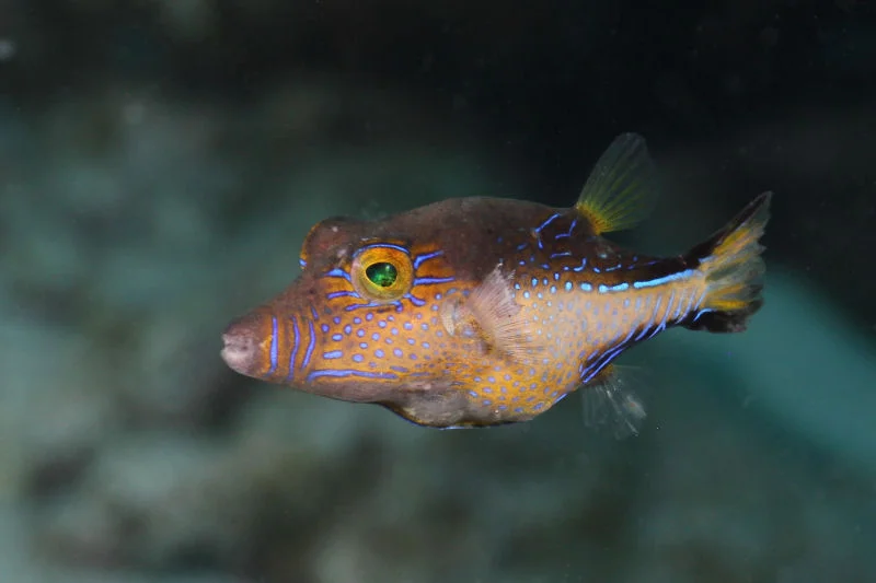 Sharpnose Puffer