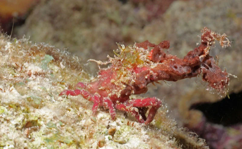 Spongy Decorator Crab