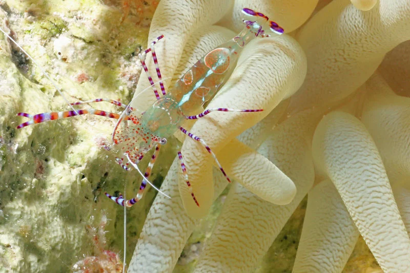 Spotted Cleaner Shrimp