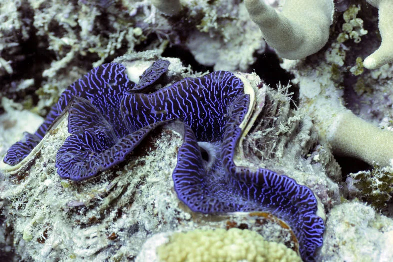 Giant Clam