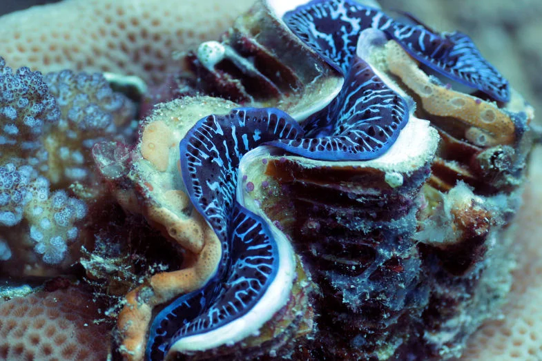 Giant Clam