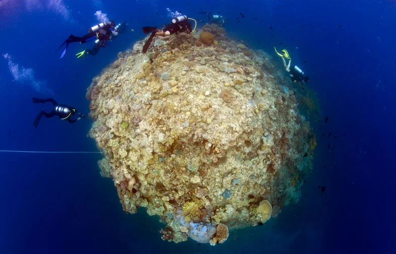 Coral Spire