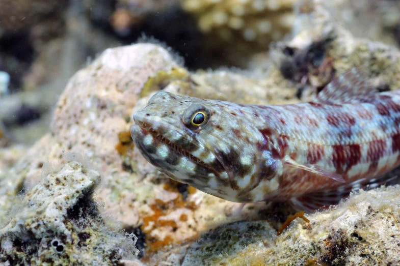 Lizardfish