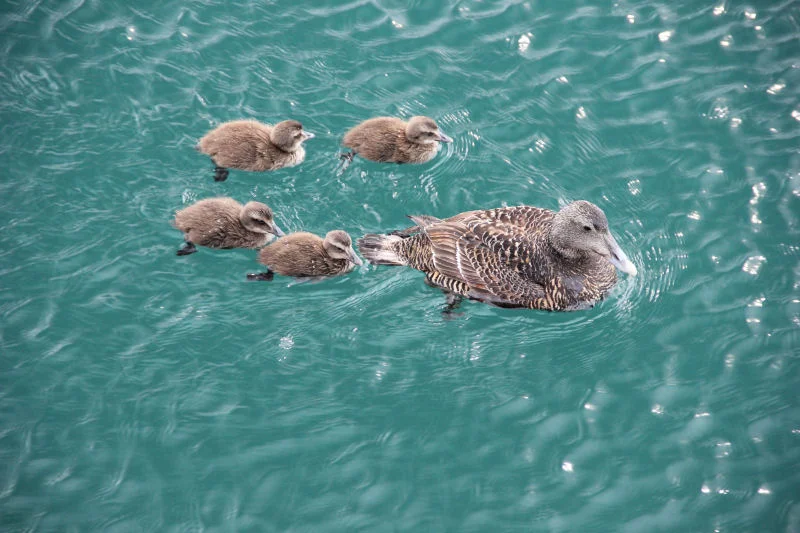 Ducks Near Pier