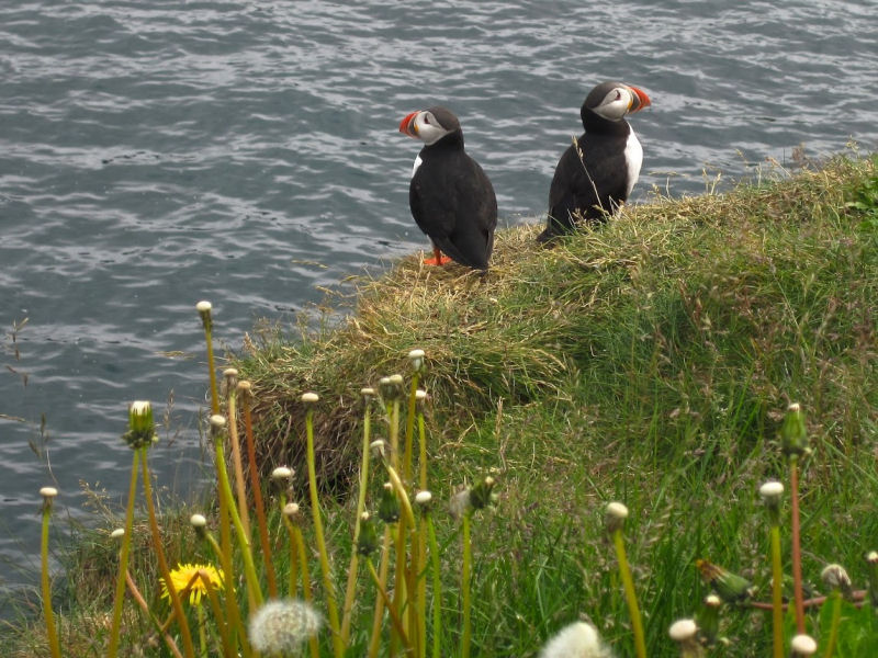 Puffin Argument