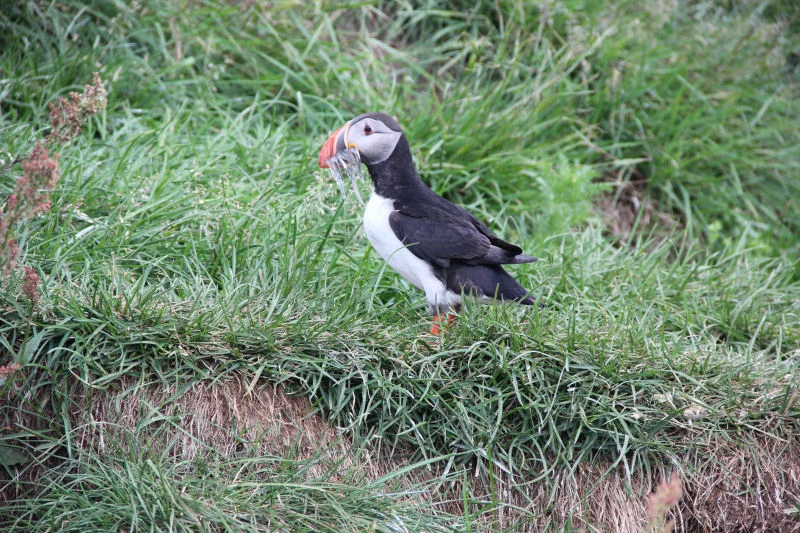 Puffin with Lunch