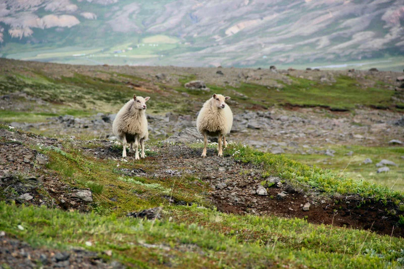 Sheep Twins