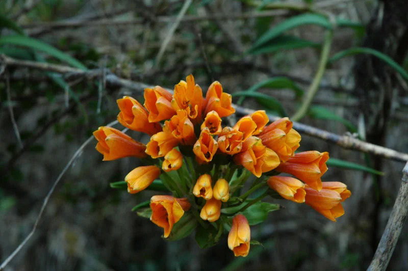 Inca Trail Flowers