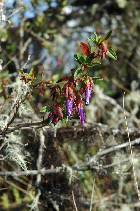 Inca Trail Flowers