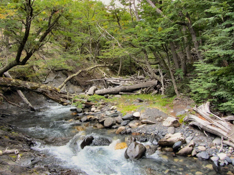 Beech Forest
