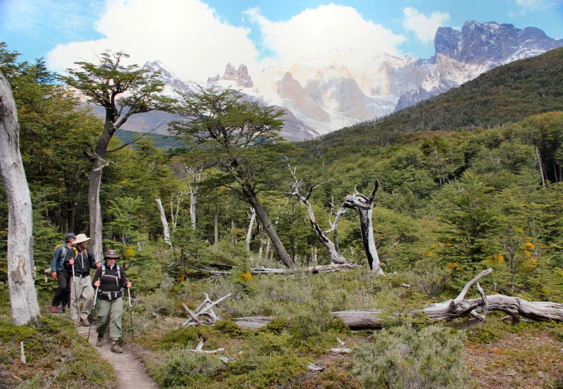 Beech Forest