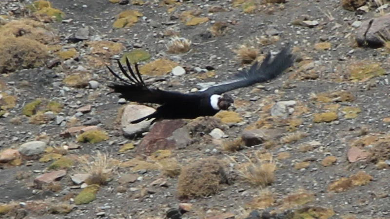 Condor