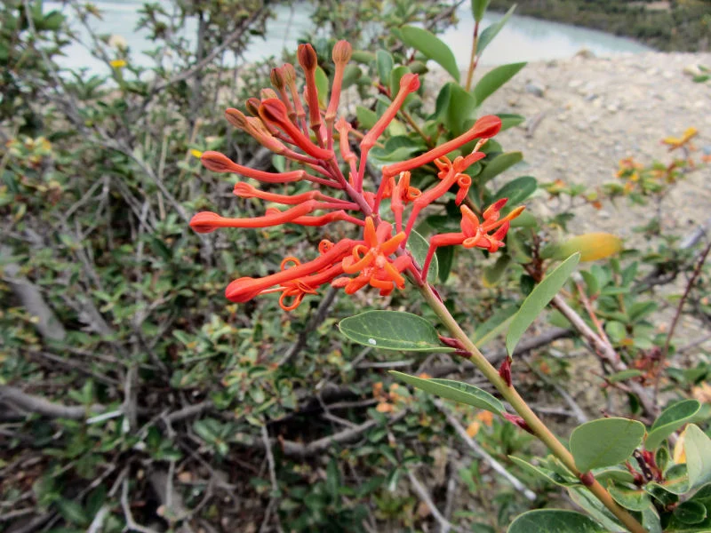 Firebush