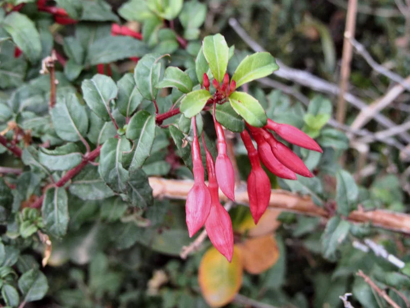 Hardy Fuchsia
