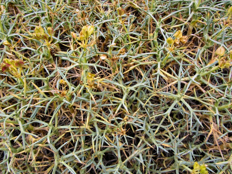 Mulinum Spinosum