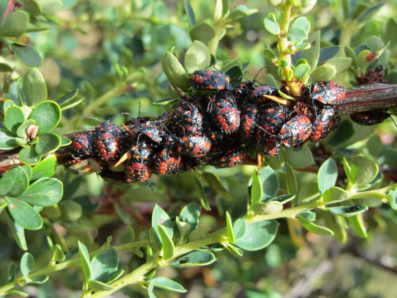 Swarming Bugs