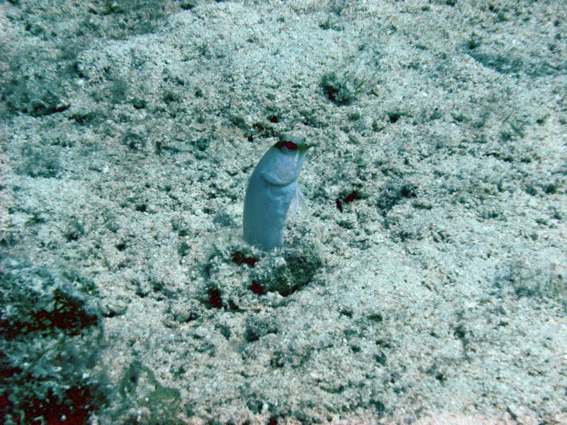 Jawfish