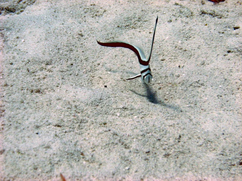 Juvenile Drumfish